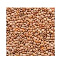 KHADI MASOOR PREMIUM 500G