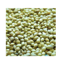 KHADA DHANIYA 500GM