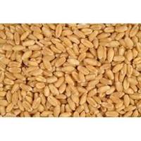 SARWATI WHEAT LOOSE 1KG